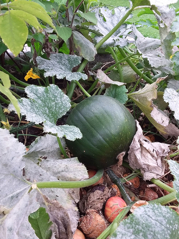 [Bild: 20211004-120716.jpg]