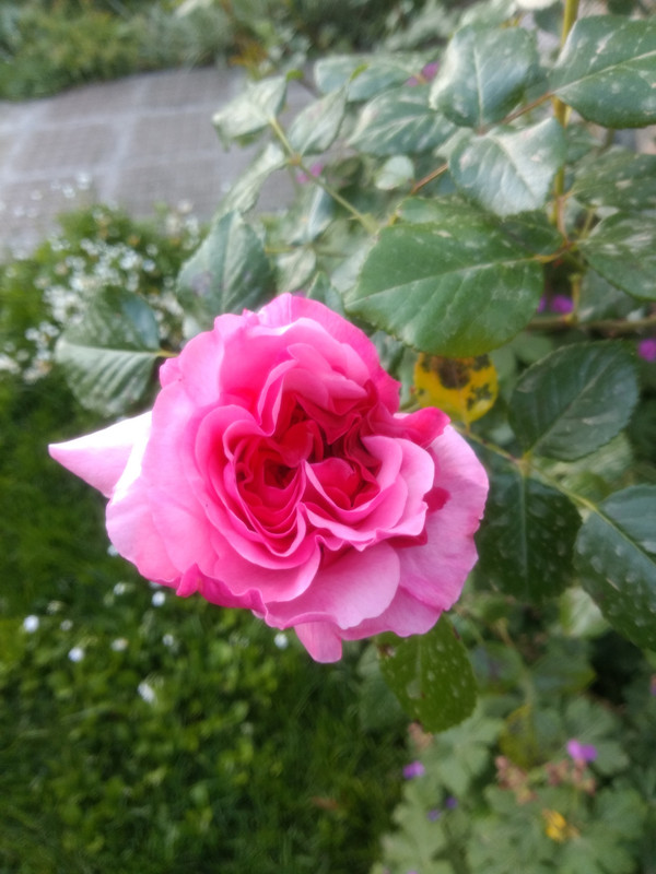 IMG_20190430_073352489