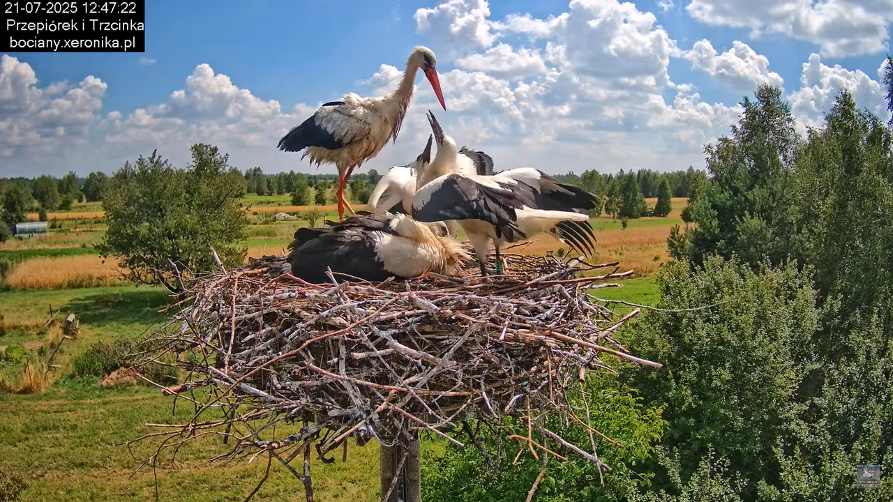 21072025bociany42
