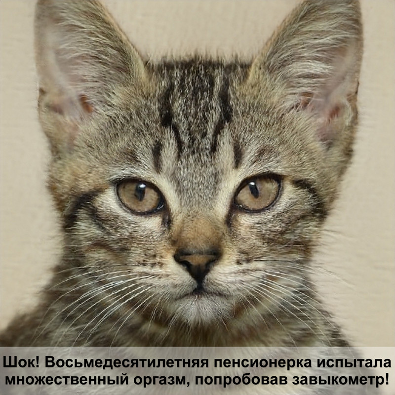 как отличить кошку от кота фото