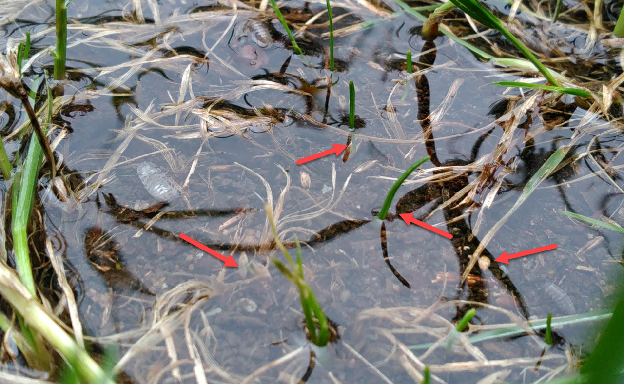 2018 Lawn Sprouts Holding on underwater!