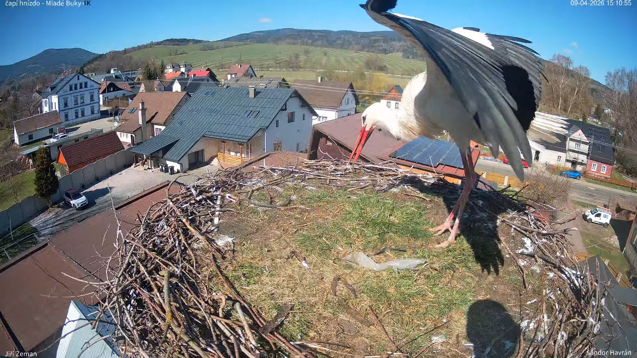 Tiešraides kamera Mladé Buky stārķa ligzda 4K 13 13 25 screenshot (2)