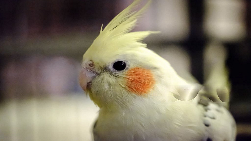 Hearing Capabilities of Cockatiels