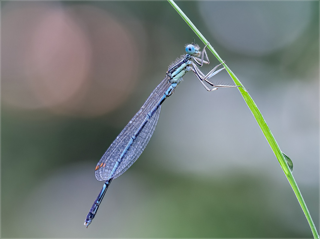 240805_For_93884-903FS