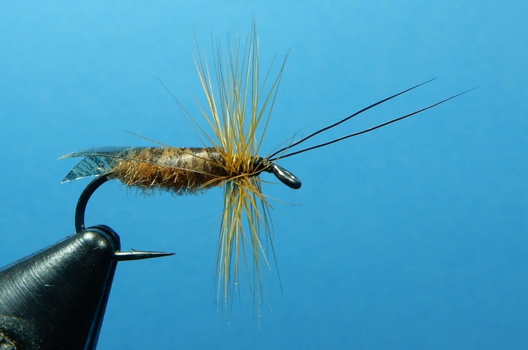 Tent-Wing-Caddis-1080.jpg Tent-Wing-Caddis-1080.jpg