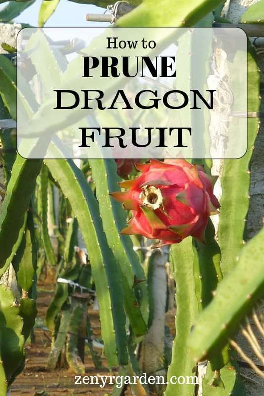 how-to-prune-dragon-fruit-1.jpg