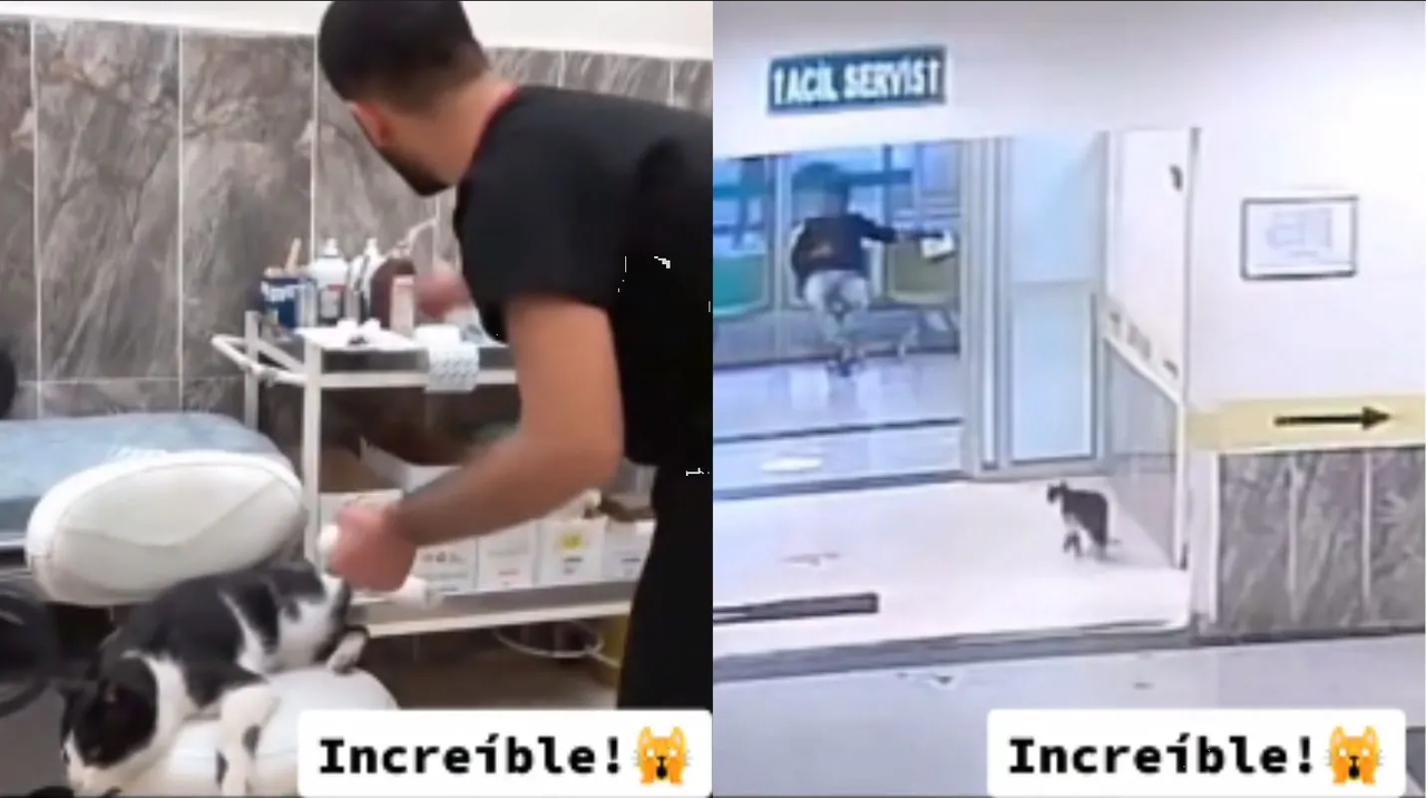 Este tierno gatito fue por su voluntad al veterinario, le dolía la patita