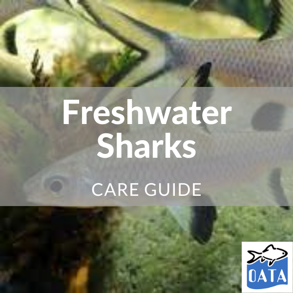 OATA Guide to freshwater sharks - Lincs Aquatics