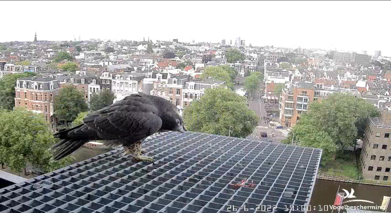 Amsterdam/Rijksmuseum screenshots © Beleef de Lente/Vogelbescherming Nederland - Pagina 33 Video-2022-06-26-190308-Moment-3