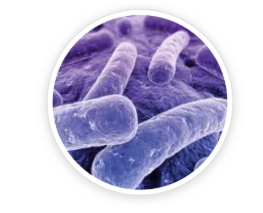 Lactobacillus Reuteri