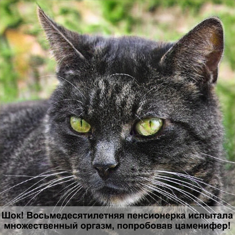 шлейка для кошки