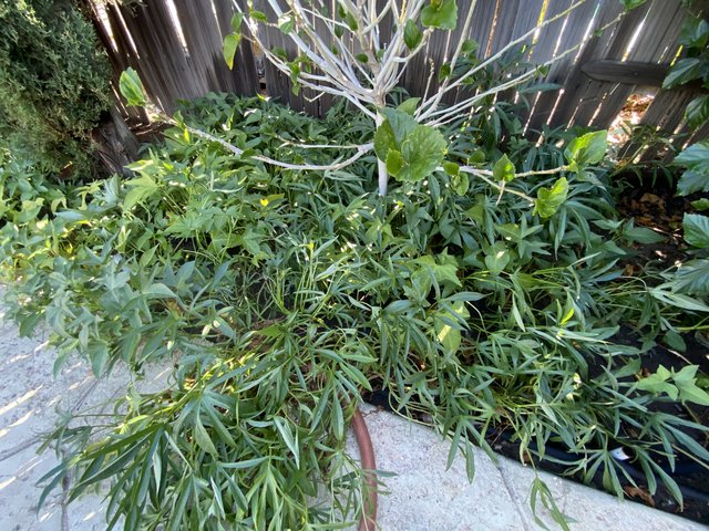 [Image: 8-A592-DDC-52-CF-46-C5-A9-CF-6-FED7-C4845-AF.jpg]