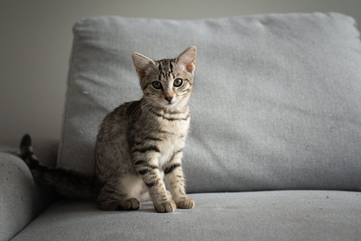 871278CF-49F8-4E74-B5E1-895CB8A95F10