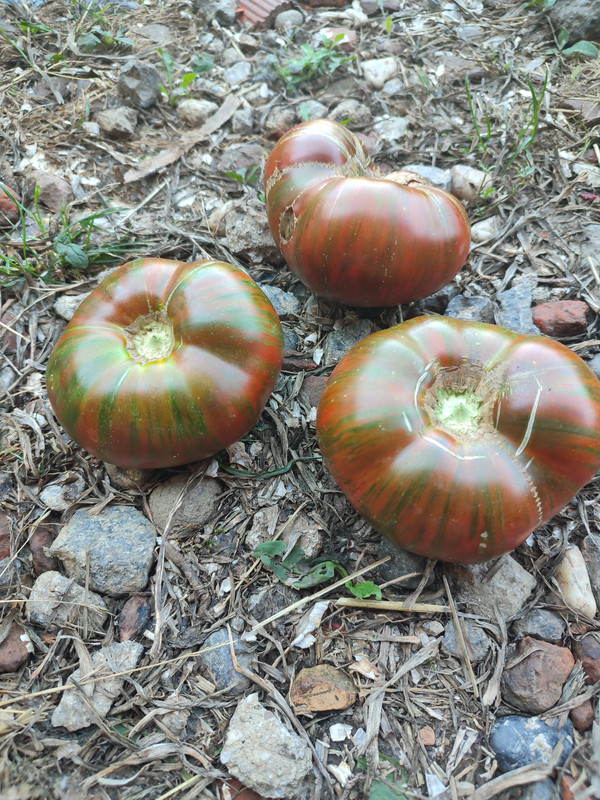 [Слика: IMG-20220817-135017.jpg]