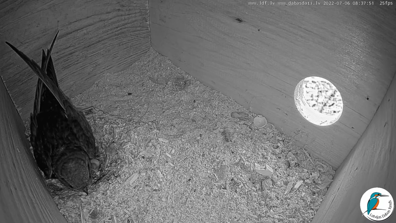 Svīre (Apus apus) Cēsu pils - LDF tiešraide _ Būris 11-19-56 screenshot