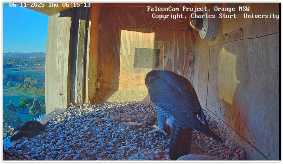 Screen Shot 11 06 25 at 03 28 AM