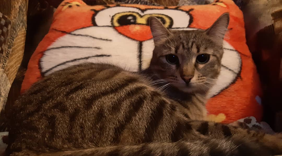 74711309_151521826071109_2389480651780597572_n