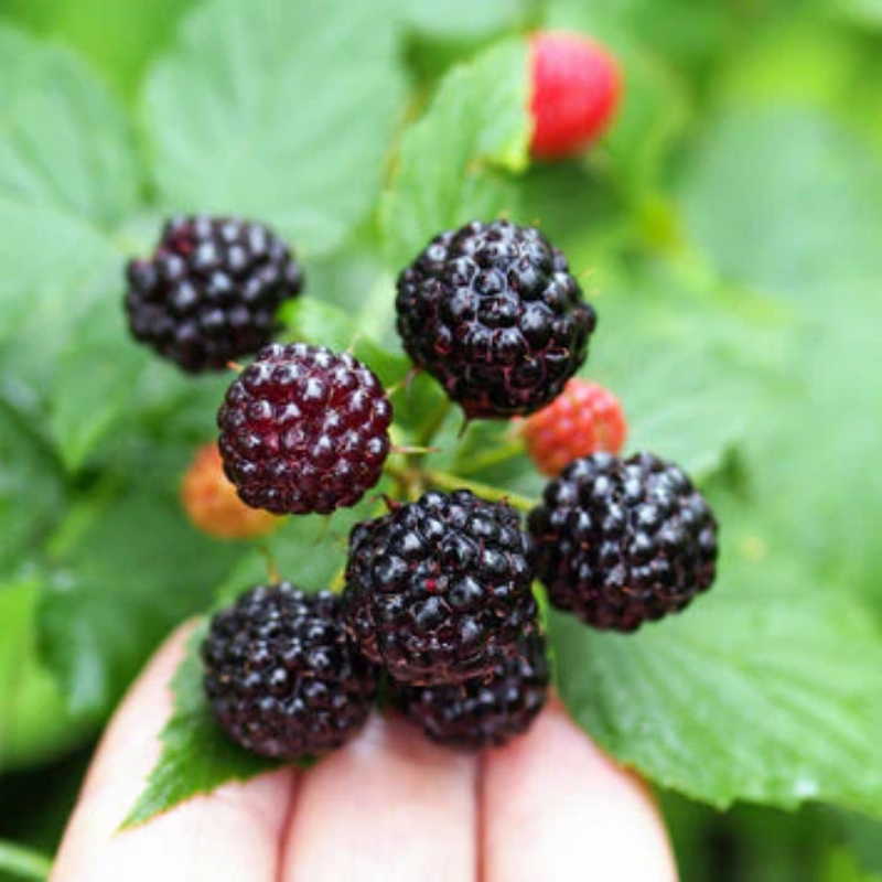 229