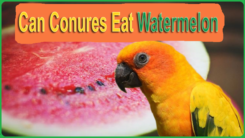 Can Conures Eat Watermelon