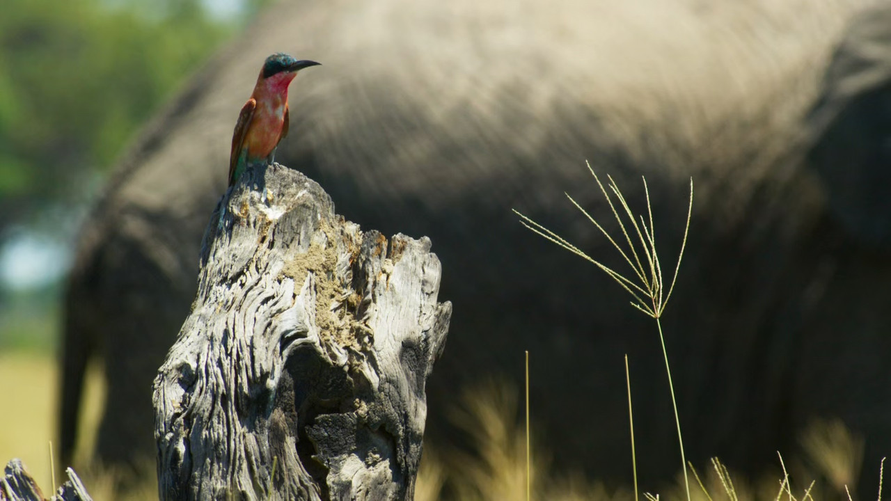 Planet Earth II S01E05 Grasslands (1080p x265 10bit Tigole).mkv_
