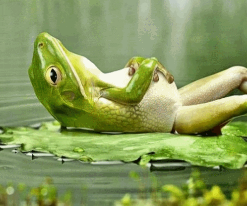 [Image: EchC.gif]