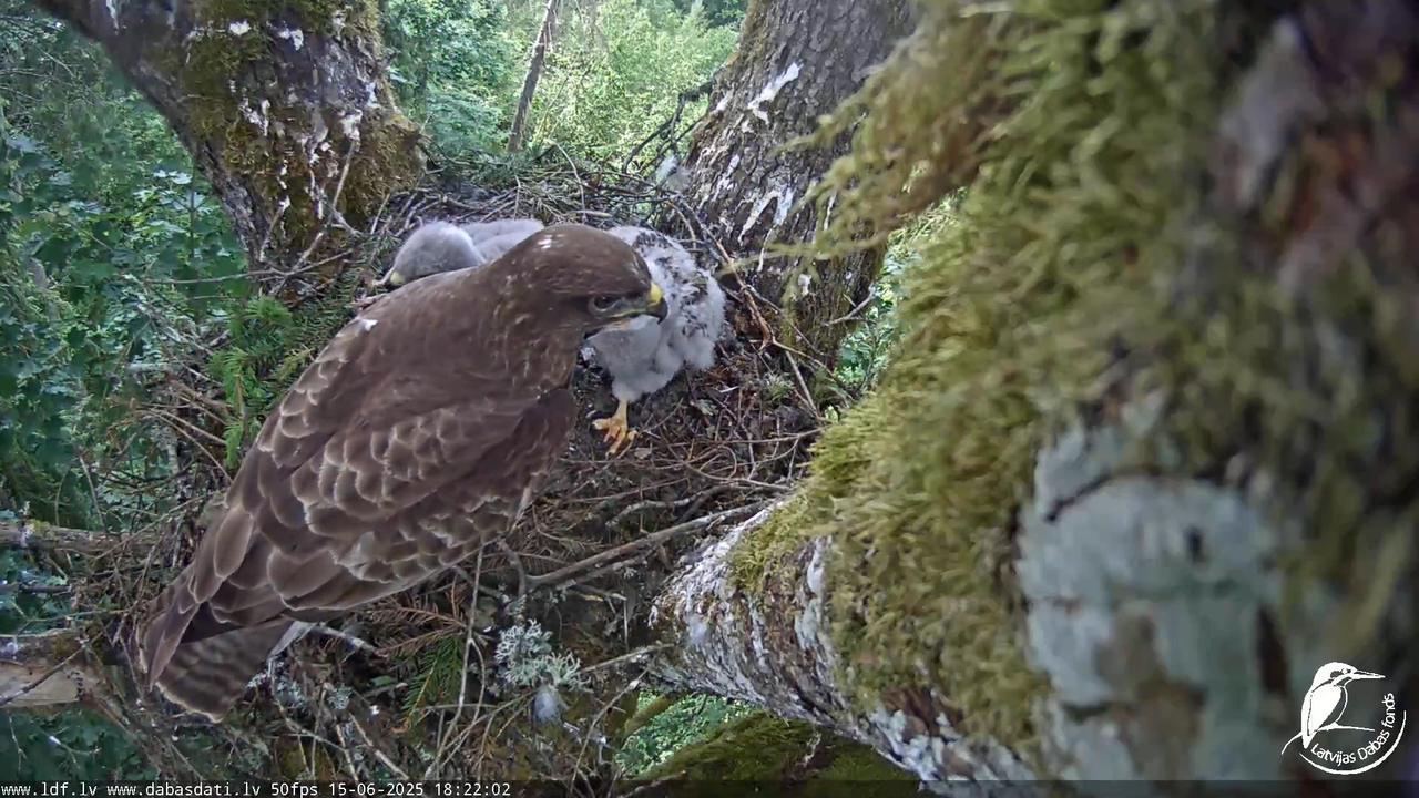 Melnās klijas (Milvus migrans) Kurzemē_ peļu klijāni (Buteo buteo) 13-44-57 screenshot
