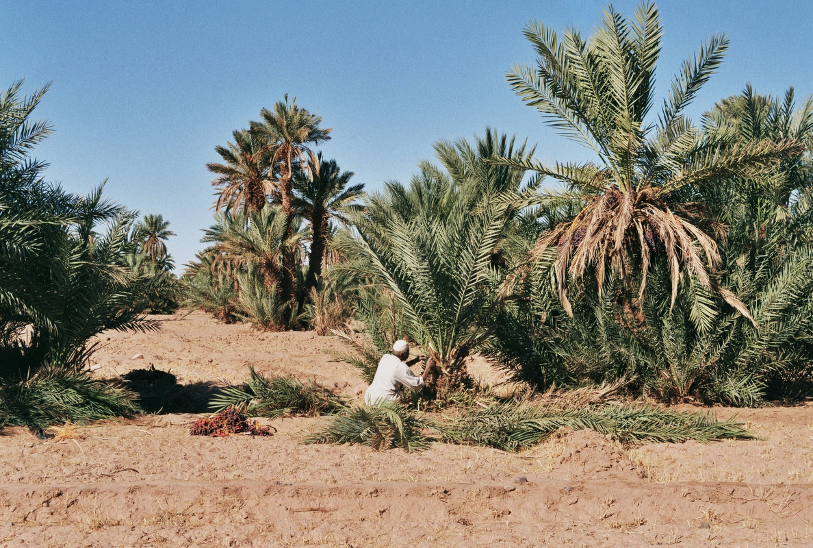 Mhamid el Ghizlane, en la frontera del Sáhara - El Valle del Drâa, la gran arteria del sur de Marruecos (28)
