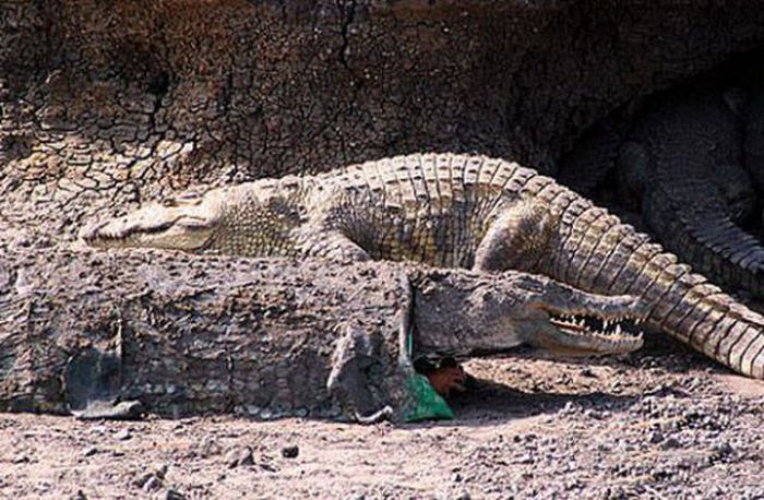 Типичные претенденты на Премию Дарвина