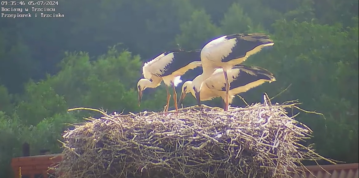 bociankiwpieknymswietle