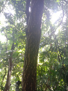 Arroceros-Forest-Park-Manila-Bagras20260716-150844
