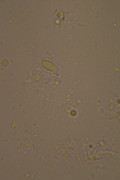 [Obrázky: DSC-0191.jpg]