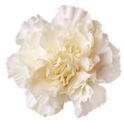 Winter-White-Elements-150