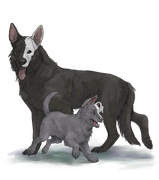 GSDAdultPupwhitehalfright