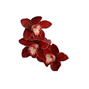 redorchids