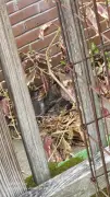 grey-tabby-2