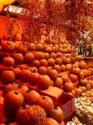 Pumpkins-0032