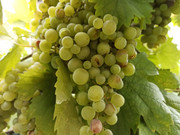 IMG-20220814-141817