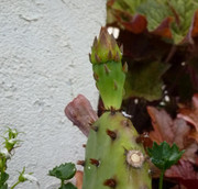 Opuntia humifusa P1070468