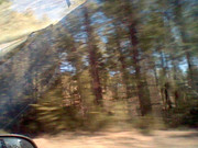 why is this guy so obsessed with trees? is he stupid? (2026)