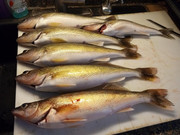 [Image: walleye-limit-Willard.jpg]