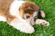 Commercial-solutions-artificial-grass-Mesa