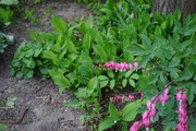 DSC00448