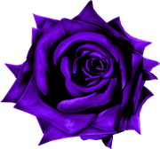 MVDLavender-Love-068