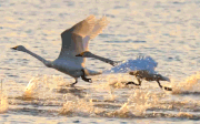 天鹅水面起飞7