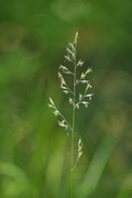DSC-0422.jpg