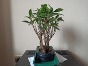 IMG-20200331-154125