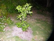 DSCF2984