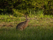 Lepus_europaeus_SMA_06_202005