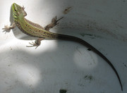 IMG-0339.jpg