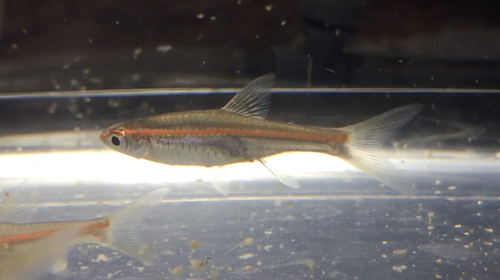 red-line-rasbora